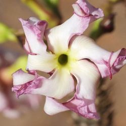 LIVE PLANT 1ft Pachypodium rutenbergianum - Madagascar Palm succulent