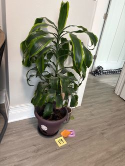 Dracaena Fragrans Corn Plant