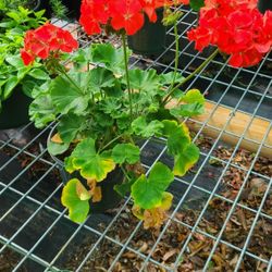 Geranios Geraniums Plants 1gallon 