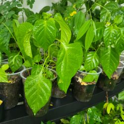 habanero pepper