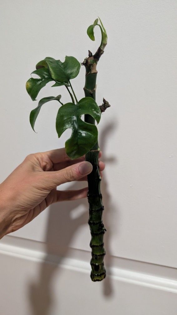 Mini Monstera Plant