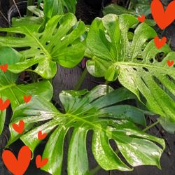 🌟🌿 Beautiful MONSTERA Plants 7gl $35
