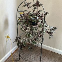 Silver Inch Plant With Pot