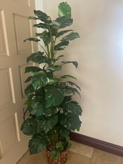 Silk plant