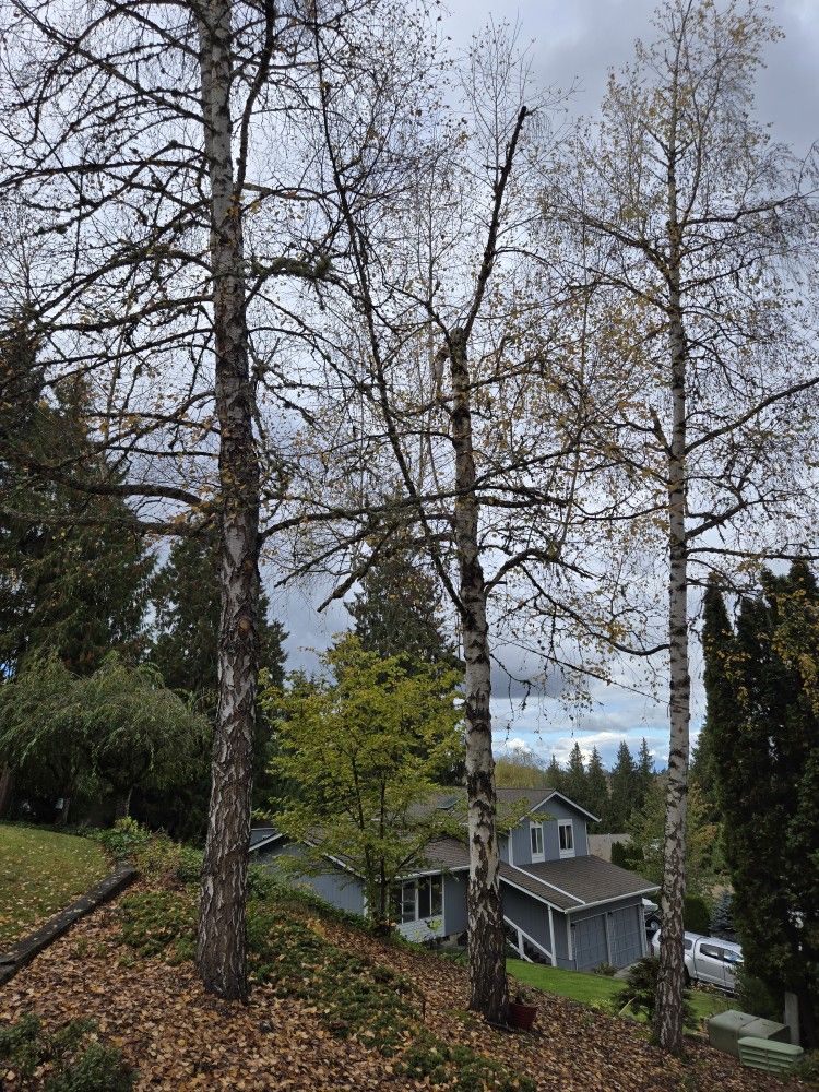 Tree Work
