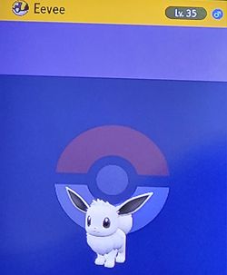 Shiny Eevee 