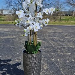 4"Orchid Floor Plant