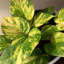 Pothos Plant