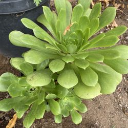 1 Gallon Pot Aeonium Canary Succulent
