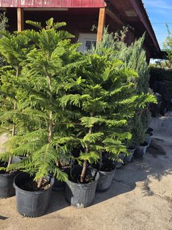 Pinos Norfolk 5gallon 5ft 