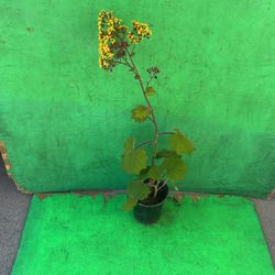 One Gallon Rare Plant 