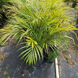 arecas great for privacy hedge 