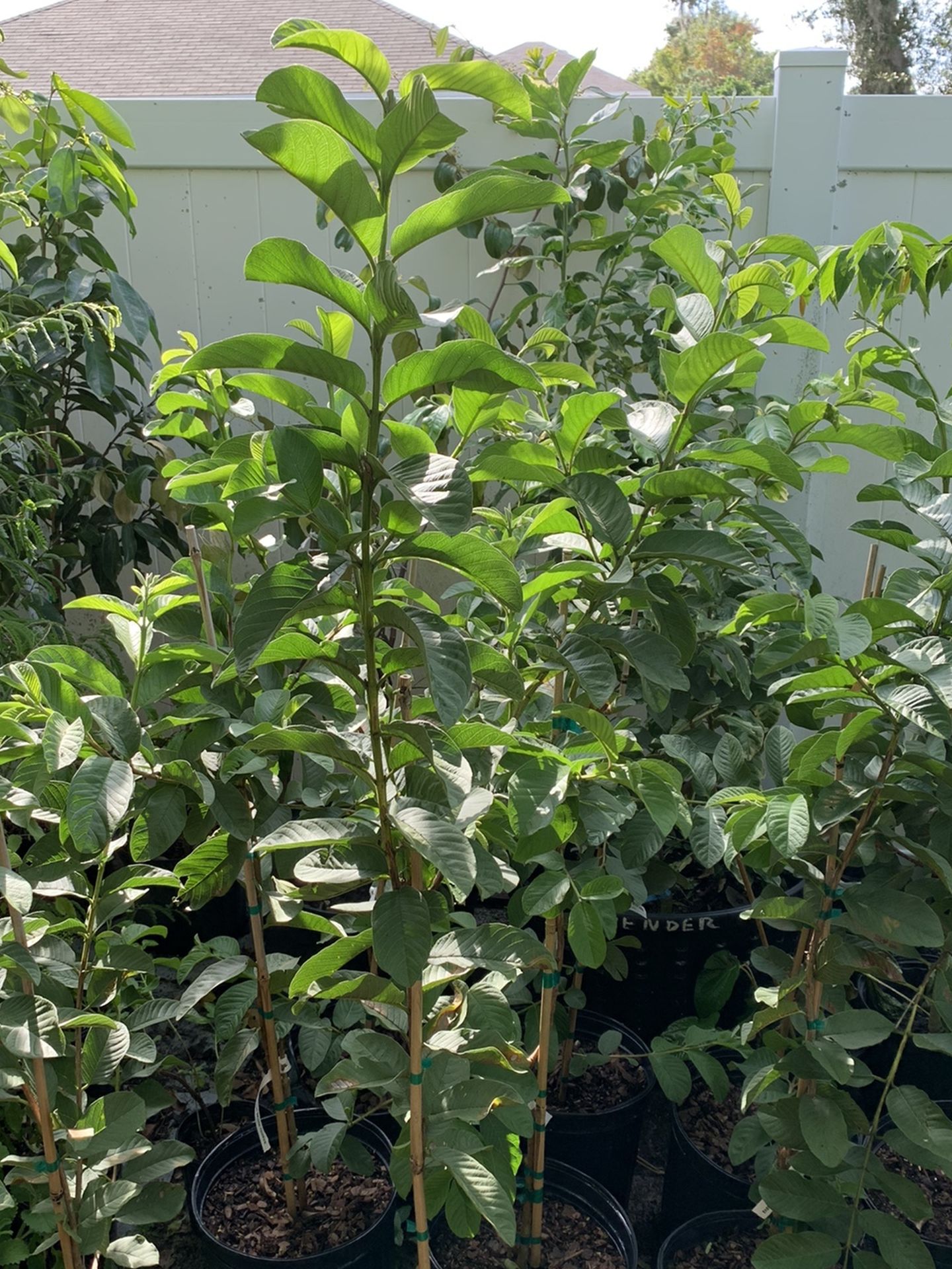 Thai White Guava Tree With Flower ( Big sweet And Crunchy)5 Ft Tall Grafting(ready To Bear Fruit)