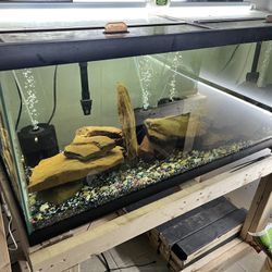 Fish Tanks