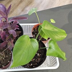 Indoor House Plant Bundle $15