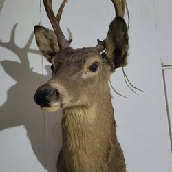 Deer Mount