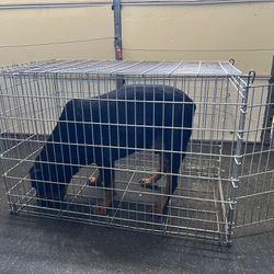 Large wire dog crate