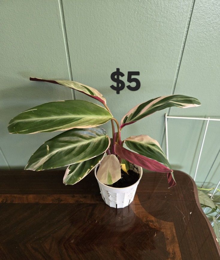 Triostar Plant