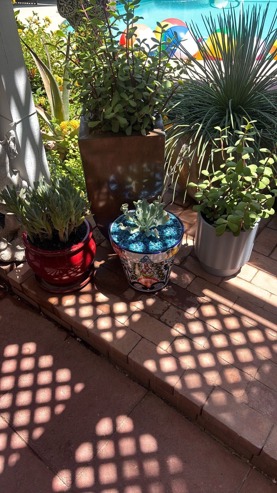 Succulents In Glazed Pots