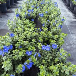 💙 Plant: Blue Daze