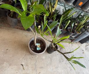 Plumerias