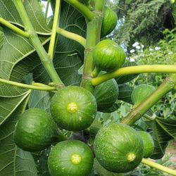 Fig Tree