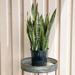 Snake Plant