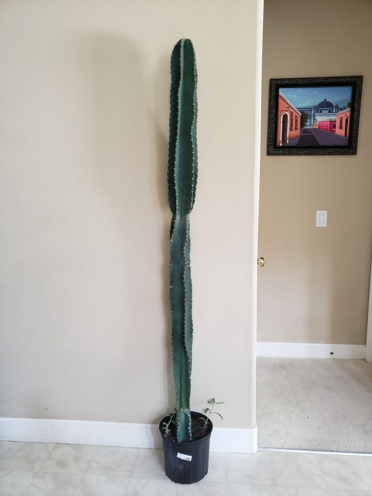Peruvian Cactus 70" tall (other sizes available)