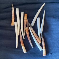 Rare Shells Trade For??