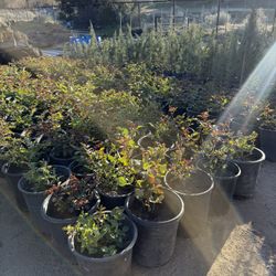 Plants Nursery  (new Location) 