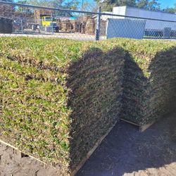 SAN AUGUSTIN PROVISTA SOD 