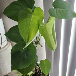Monstera Plant