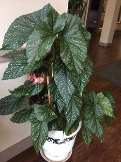 Begonia plant