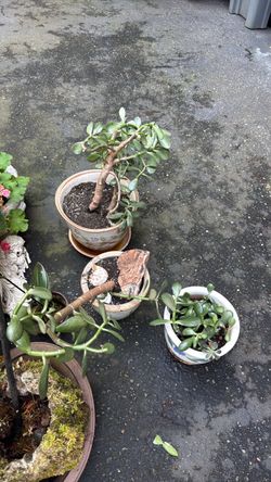 3 Jade Plants in Ceramic Pot
