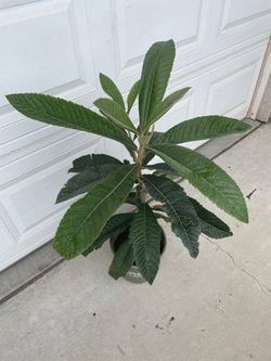 Loquat Tree