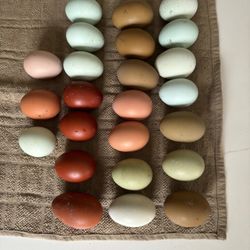 Rainbow Hatching Eggs 