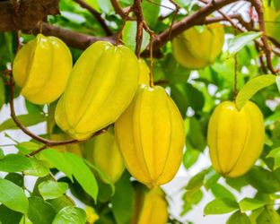 Starfruit tree