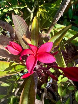 Irma Bryan Plumeria