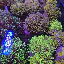 🔥CORALS DECORATIONS FOR MARINE TANK OVER 500 CORALS IN STOCK PICK-UP - DELIVERY - SHIP
