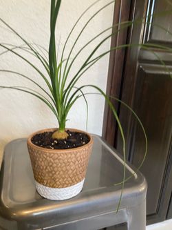 Ermosa planta natural 🪴en maseta de ceramica$8