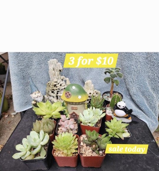 PLANT SALE $3 EACH. TODAY !! SAN LORENZO. 