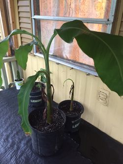 Plantain Plants