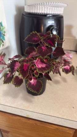 Coleus Plant Beautiful Color