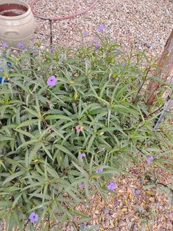 Free Mexican Petunia roots