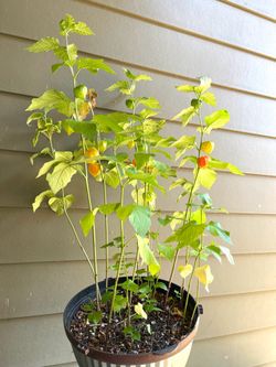 Chinese lantern Physalis, perennial plant