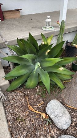 Foxtail  agave