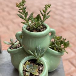 Beautiful Variety of Healthy Succulents Arrangement in 4 Ceramic Pot Planter Stackable Fused 🪴🍃 