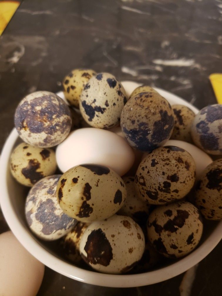 Fresh Quail Eggs