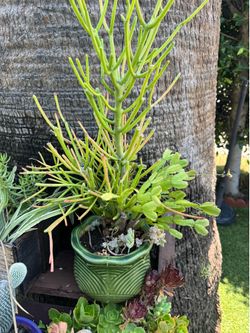 Very pretty plants 🪴 in a beautiful ceramic pot