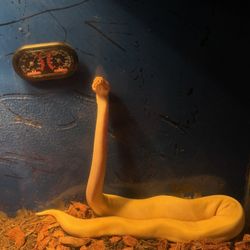 everything including 🐍 